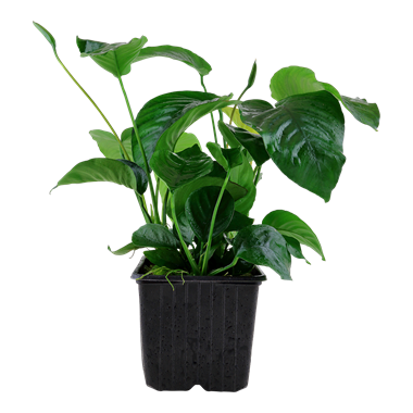 Tropica Anubias barteri var. caladiifolia