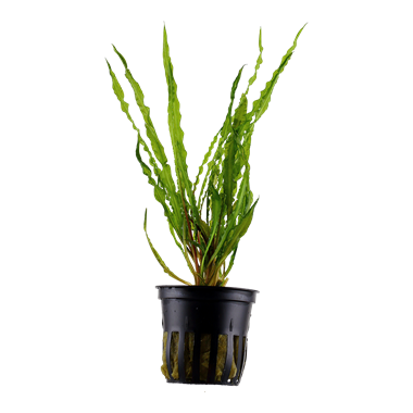 Tropica Cryptocoryne crispatula