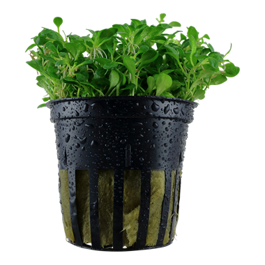 Tropica Glossostigma elatinoides