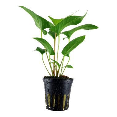 Tropica Anubias gracilis