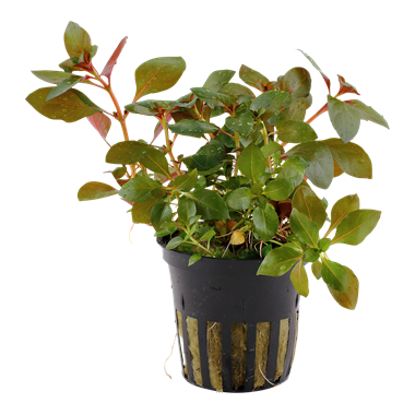 Tropica Ludwigia repens 'Rubin' - Potted