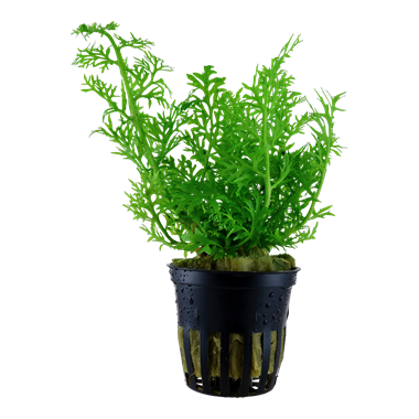 Tropica Ceratopteris thalictroides