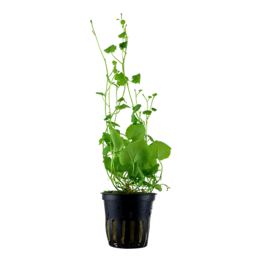 Tropica Cardamine lyrata