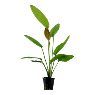 Tropica Echinodorus 'Rosé'