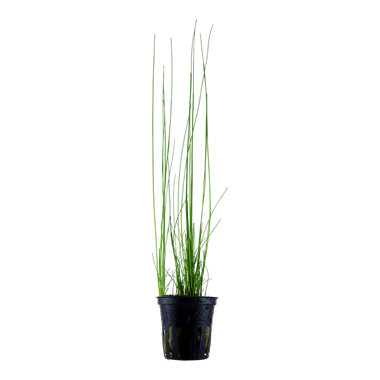 Tropica Eleocharis montevidensis