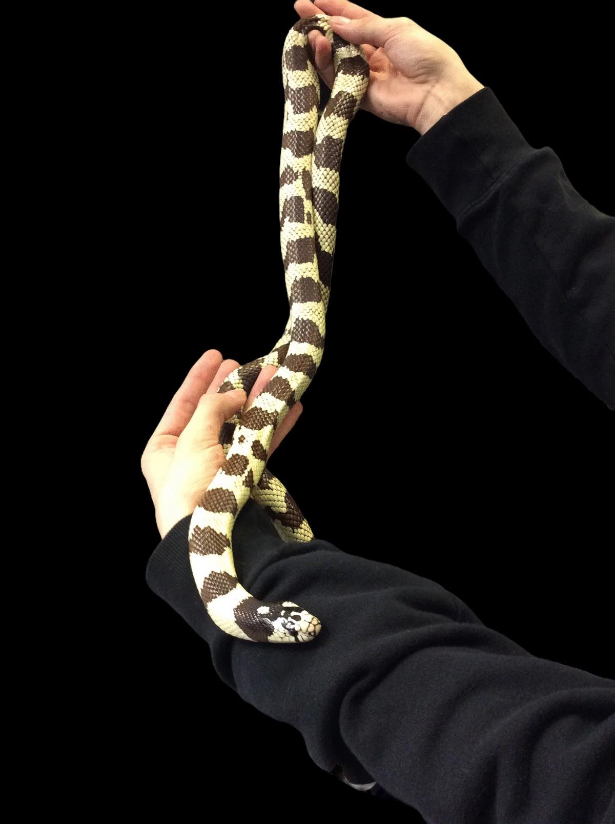 California Kingsnake (Normal) Adult CBB