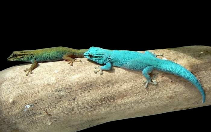 Electric Blue Day Gecko