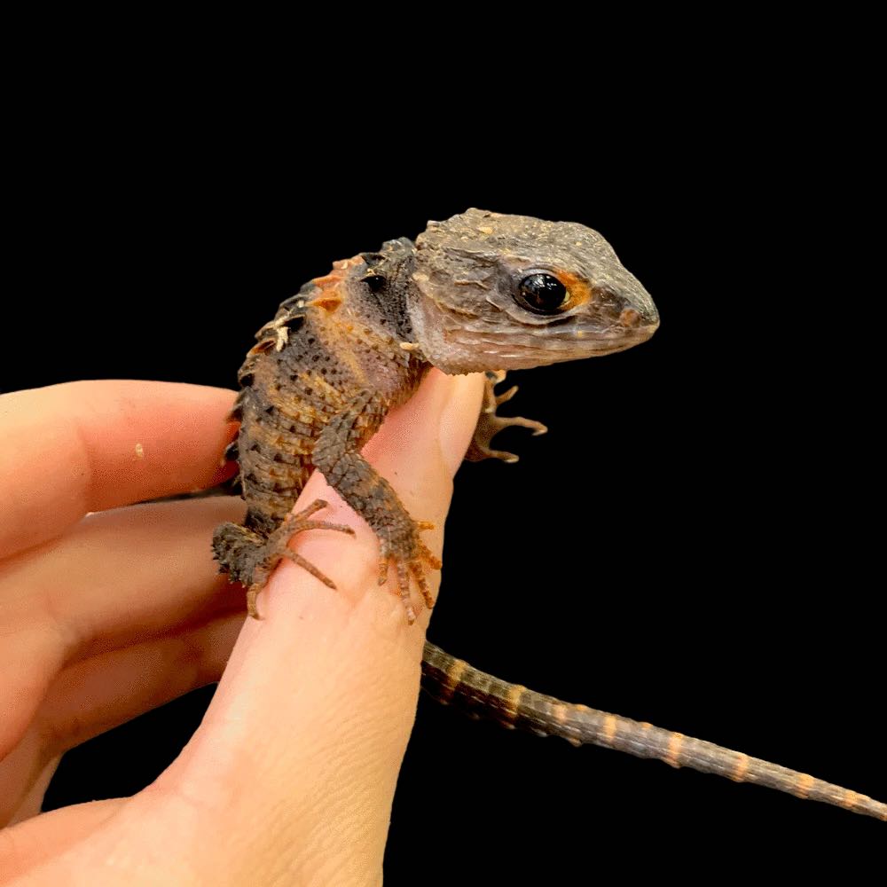 White Eye Crocodile Skink