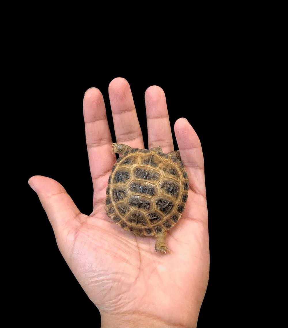 Russian Tortoise (Testudo horsfieldii)