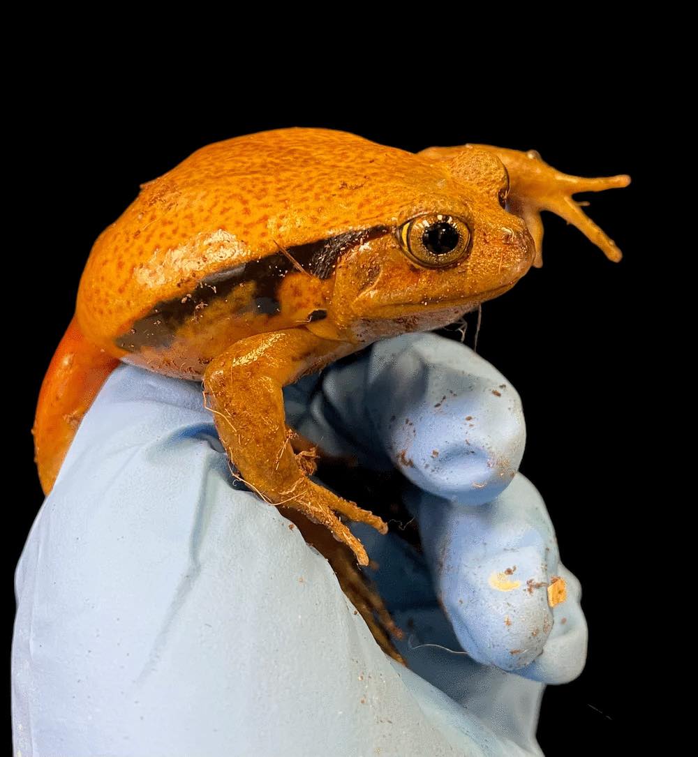 Grenouille tomate Sambava