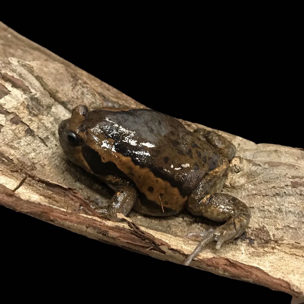 Chubby Frog (Kaloula pulchra)