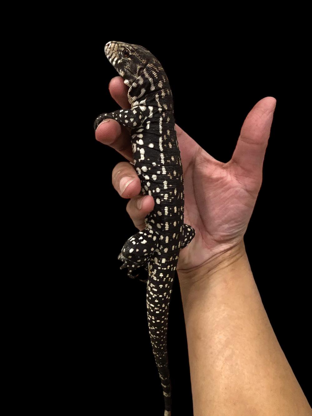 Argentine Black and White Tegu (Salvator merianae)