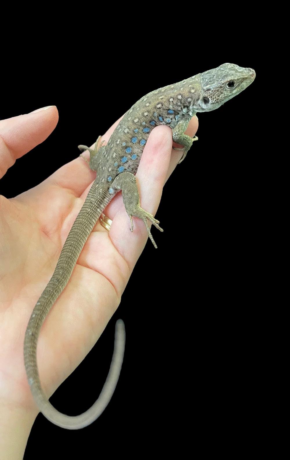 CBB Jewelled Lacerta (Timon lepidus)