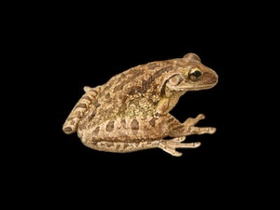 Cuban Tree Frog (Osteopilus septentrionalis)