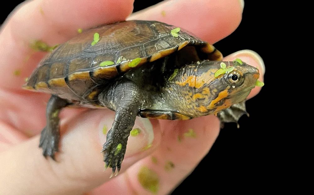 Tortue de boue à joues rouges