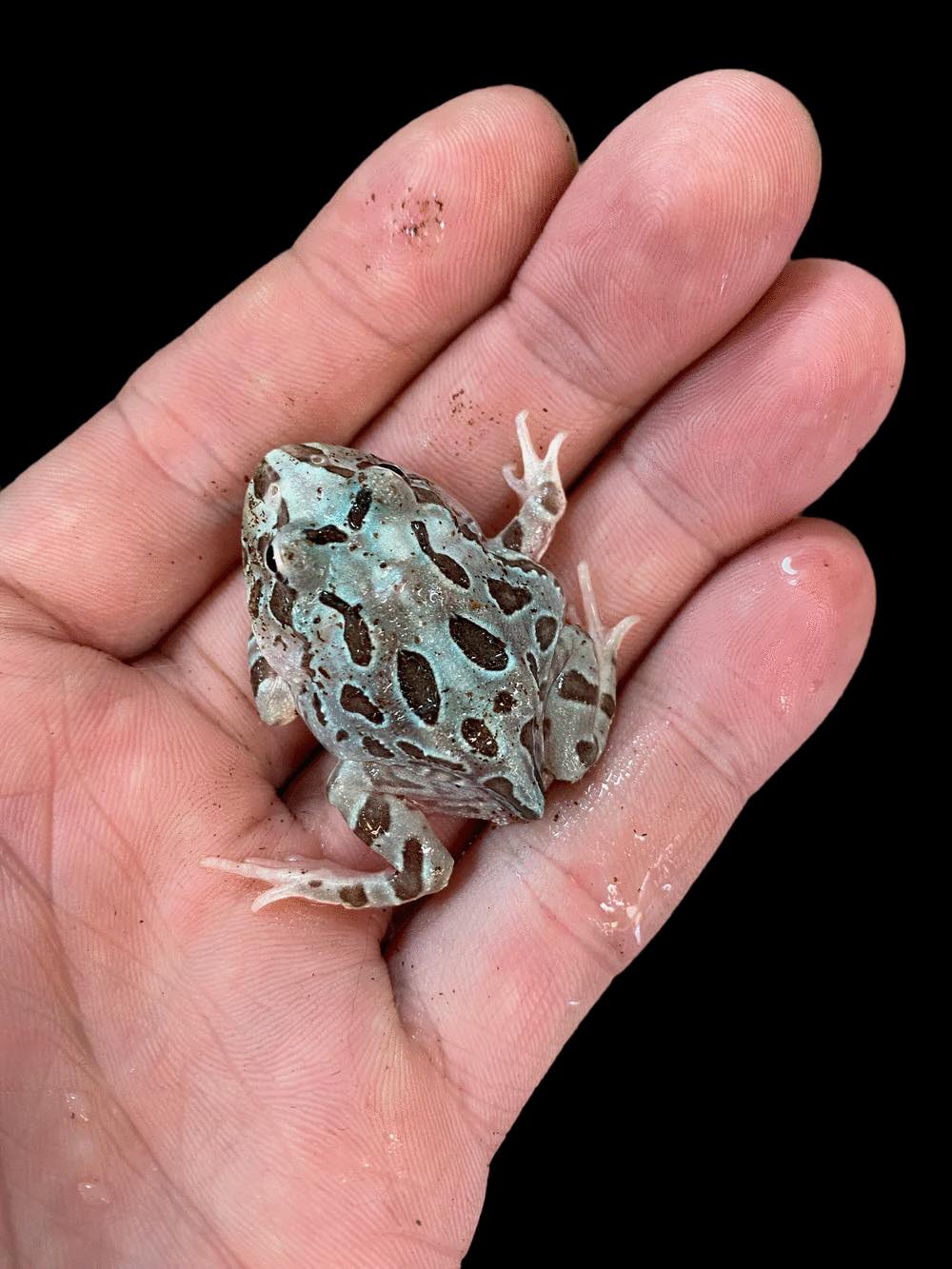 Pacman Frog (Metal Blue Mutant)