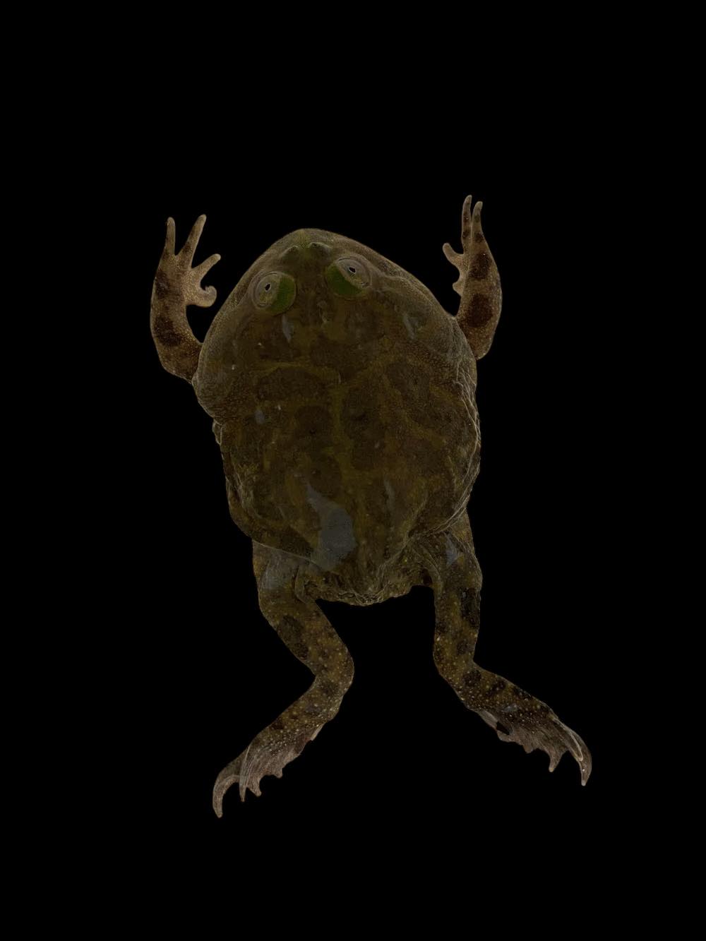 Budgett's Frog (Lepidobatrachus laevis)