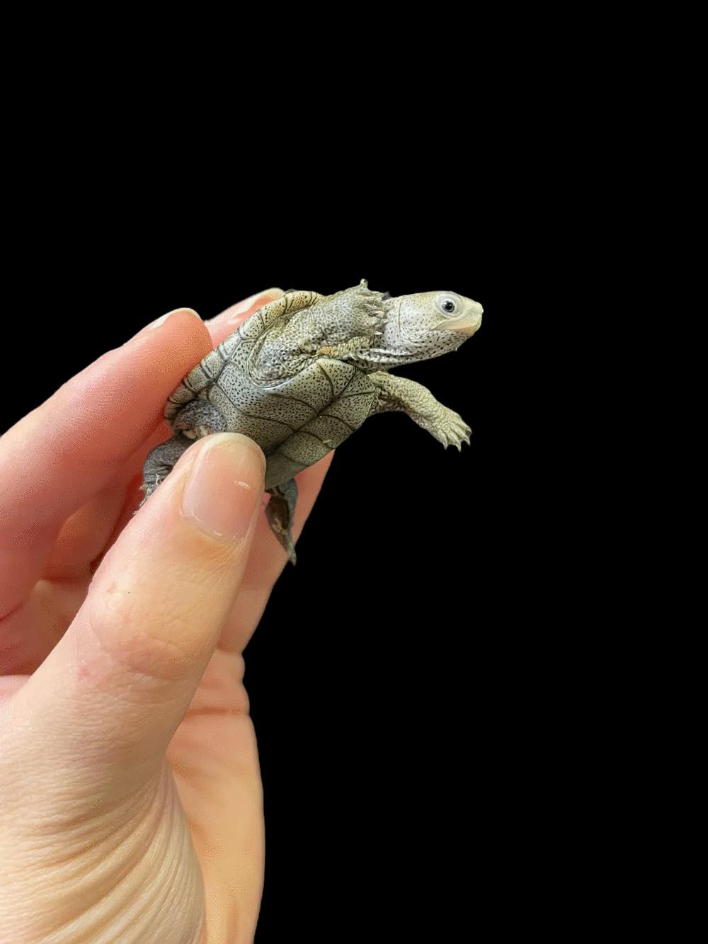 Tortue Terrapin Ornate x Diamondback