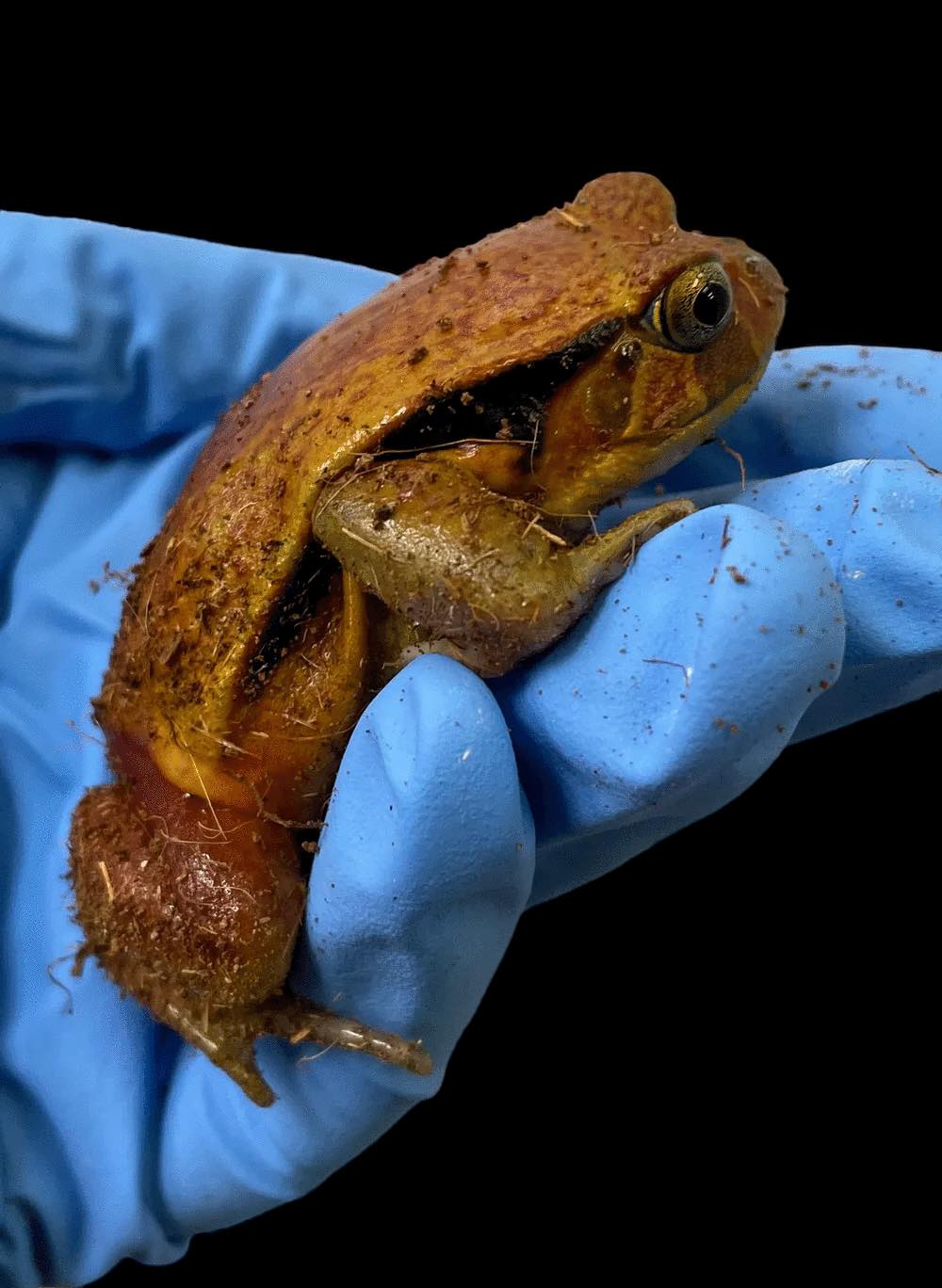 Grenouille Tomate Antsouhy