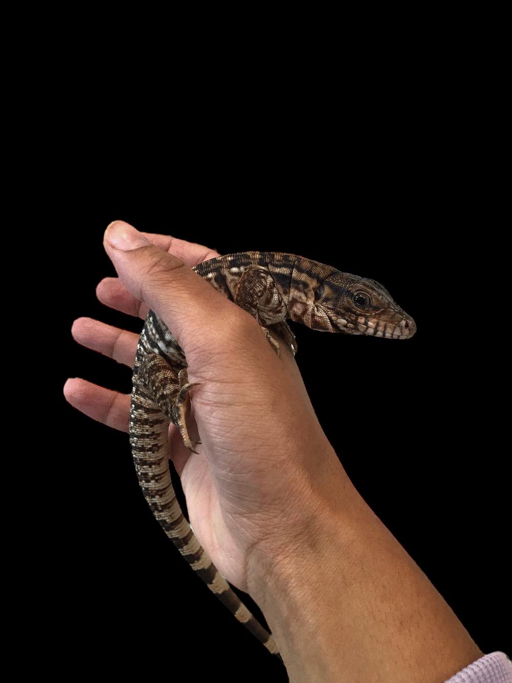 Red Tegu