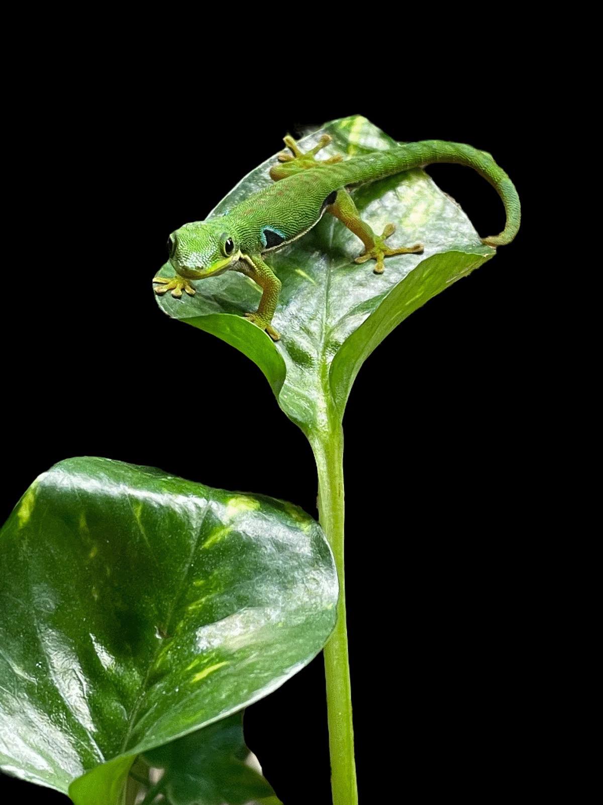 Peacock Day Gecko