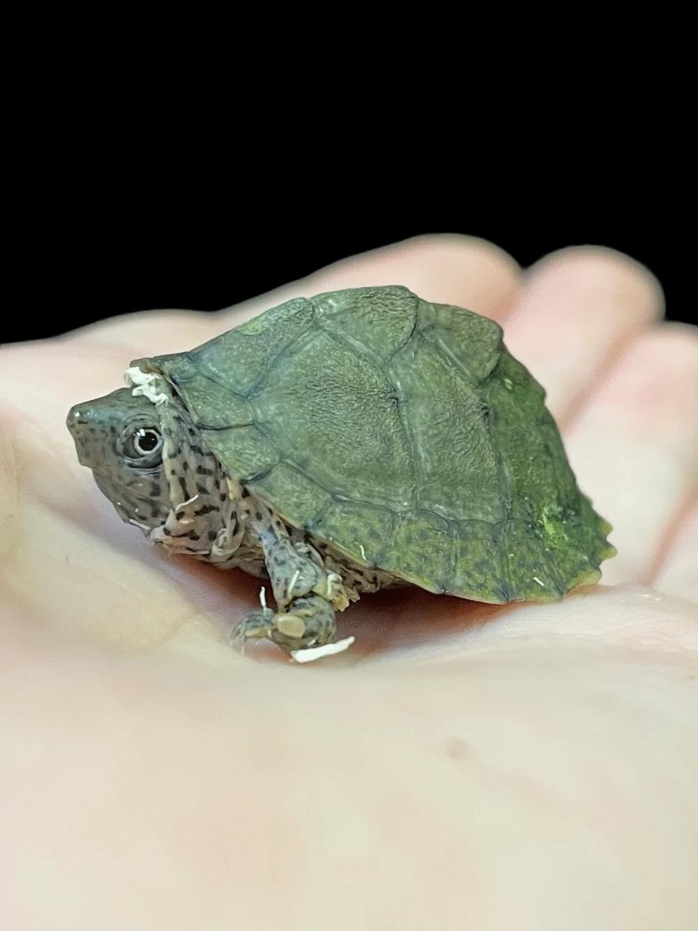 Tortue musquée à dos de rasoir
