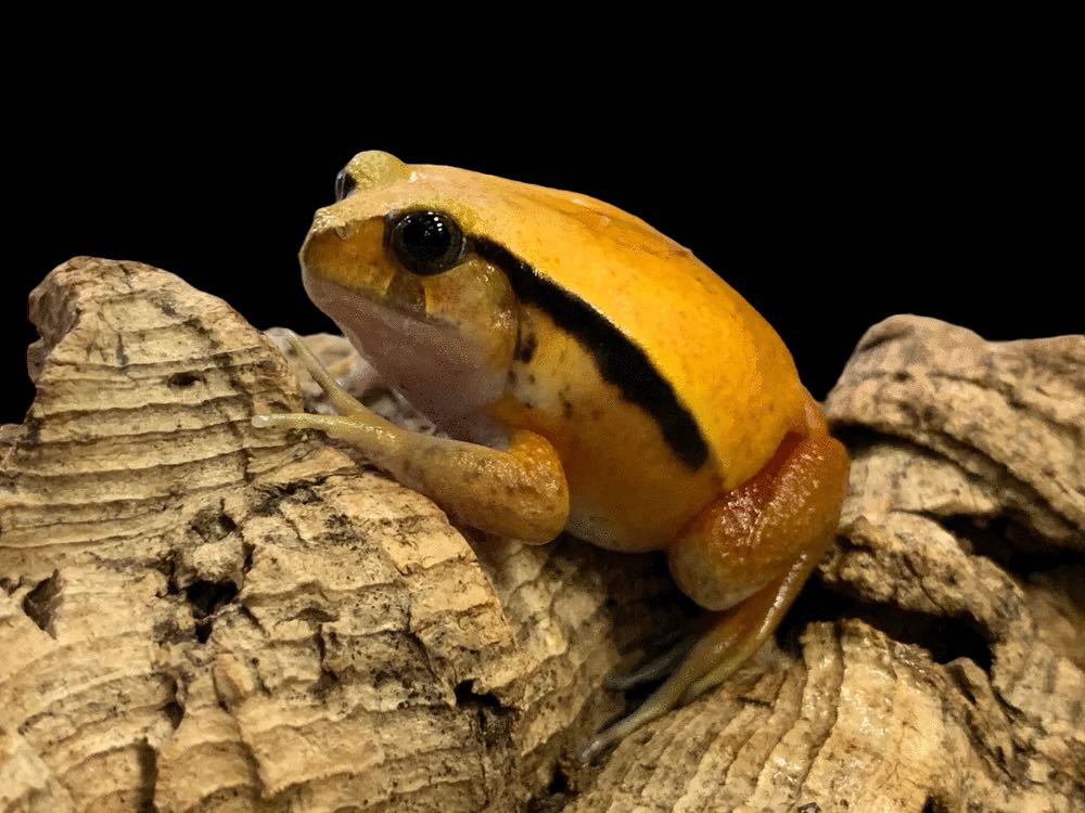 Grenouille Tomate Antsouhy