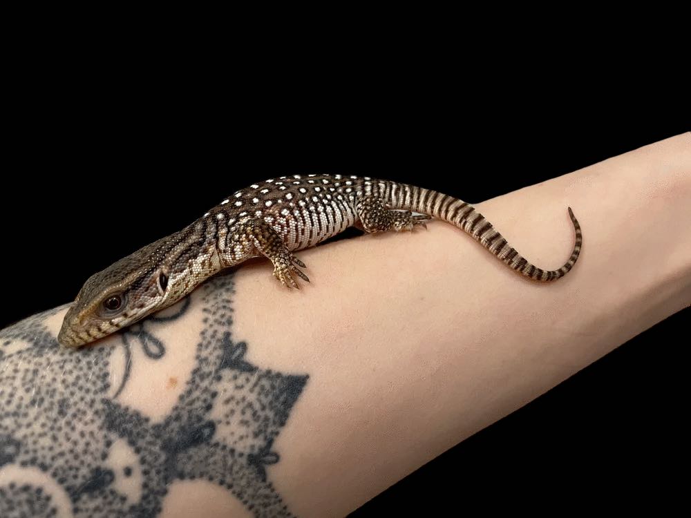 Savannah Monitor (Varanus exanthematicus)