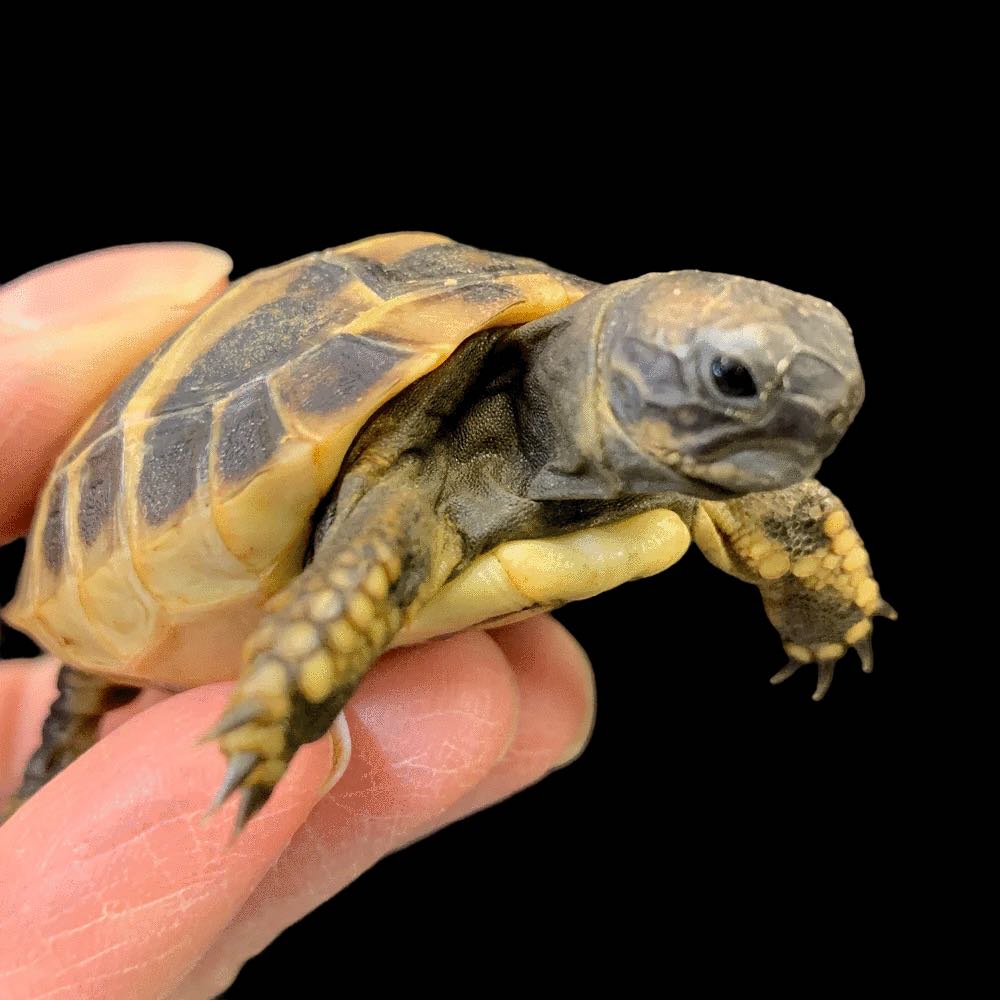 Hermann's Tortoise Small Tortoise Breeds For Pets Eastern