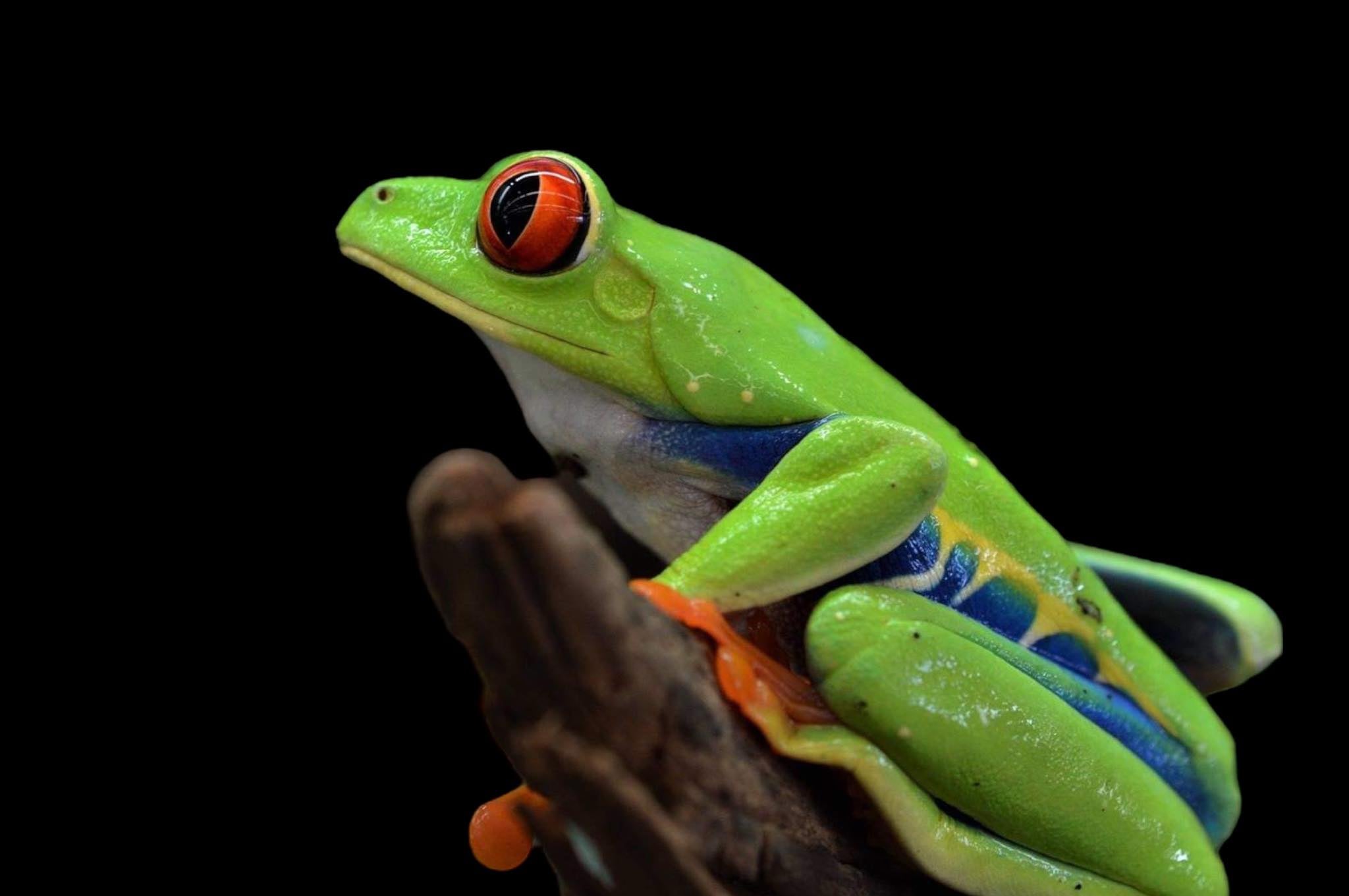 Red Eyed Tree frog