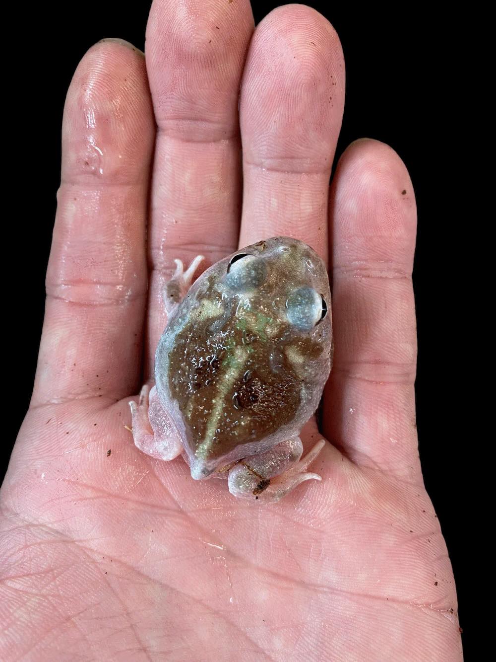 Pacman Frog (Translucent Mutant)