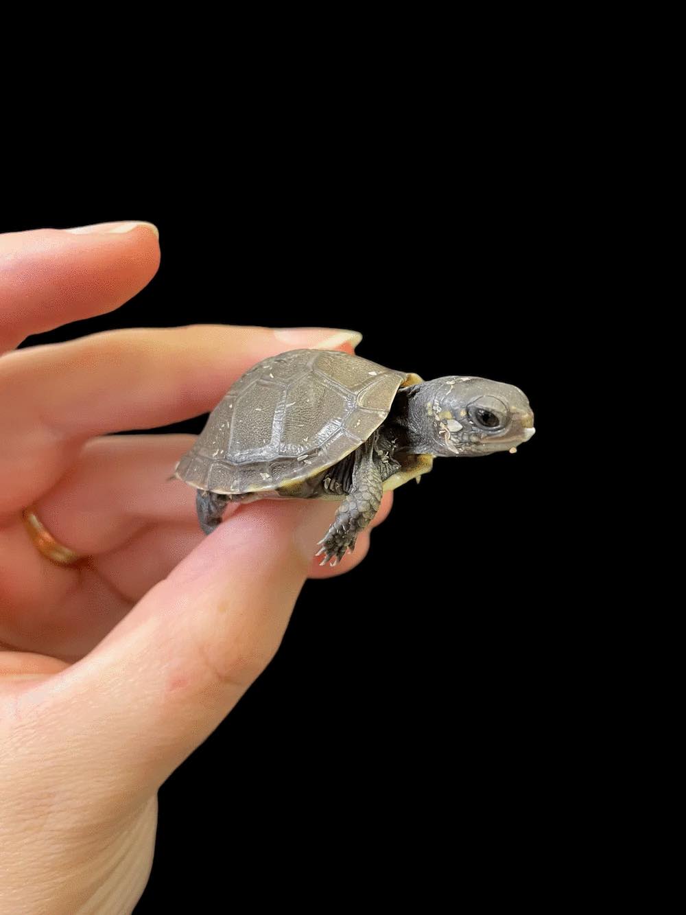 Three-toed Box Turtle (Terrapene triunguis)