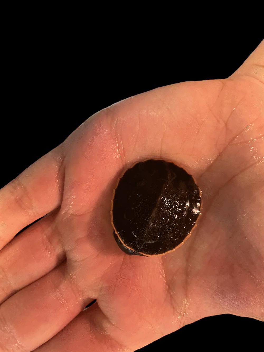 Tortue à ventre rose et à cou latéral