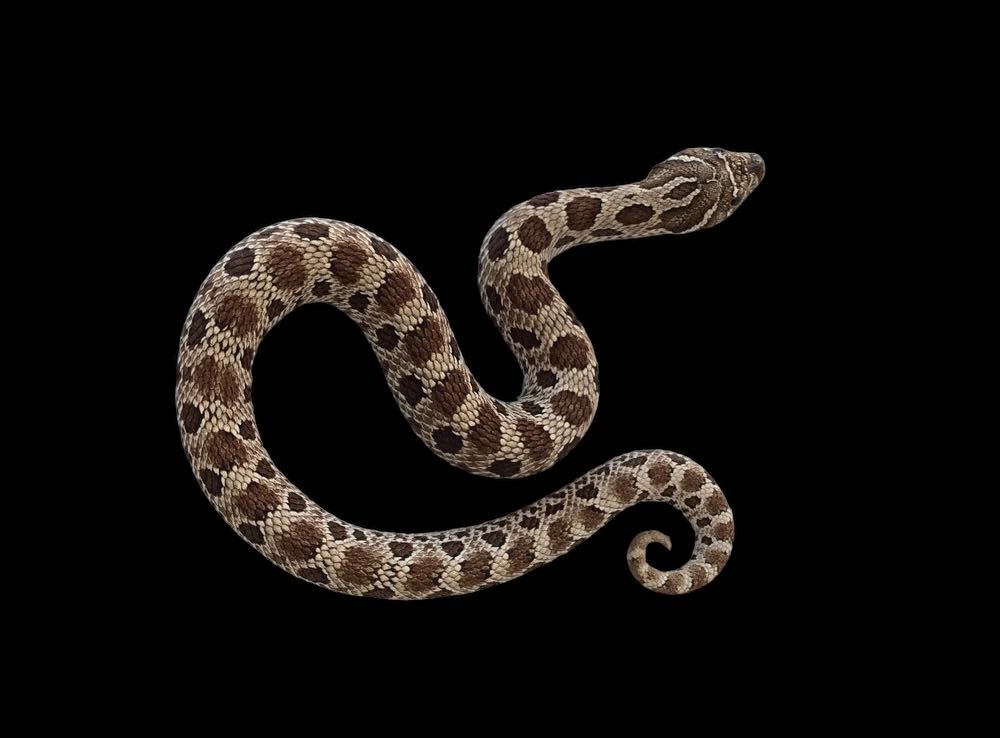 Western Hognose (Anaconda Het Snow)