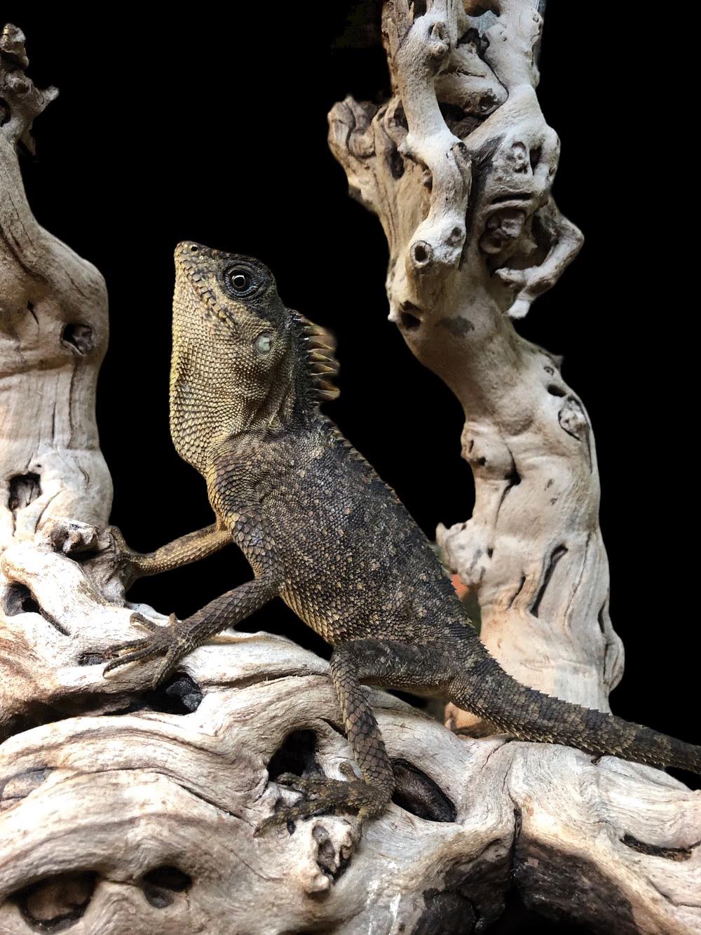 Dragon cornu des montagnes