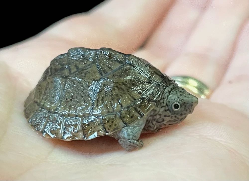 Loggerhead Musk Turtle