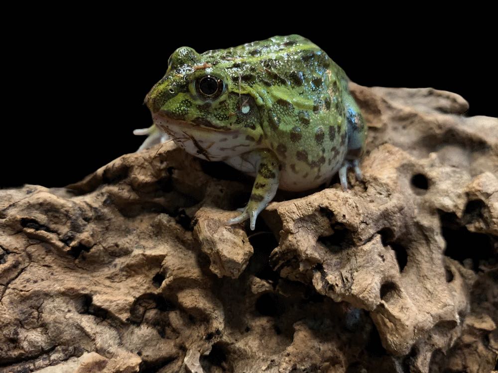African Pyxie Bullfrog (Pyxicephalus adspersus)