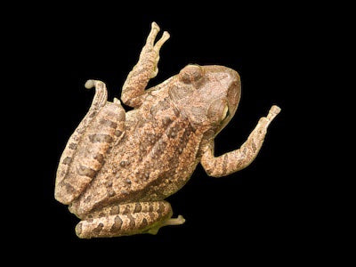 Cuban Tree Frog (Osteopilus septentrionalis)