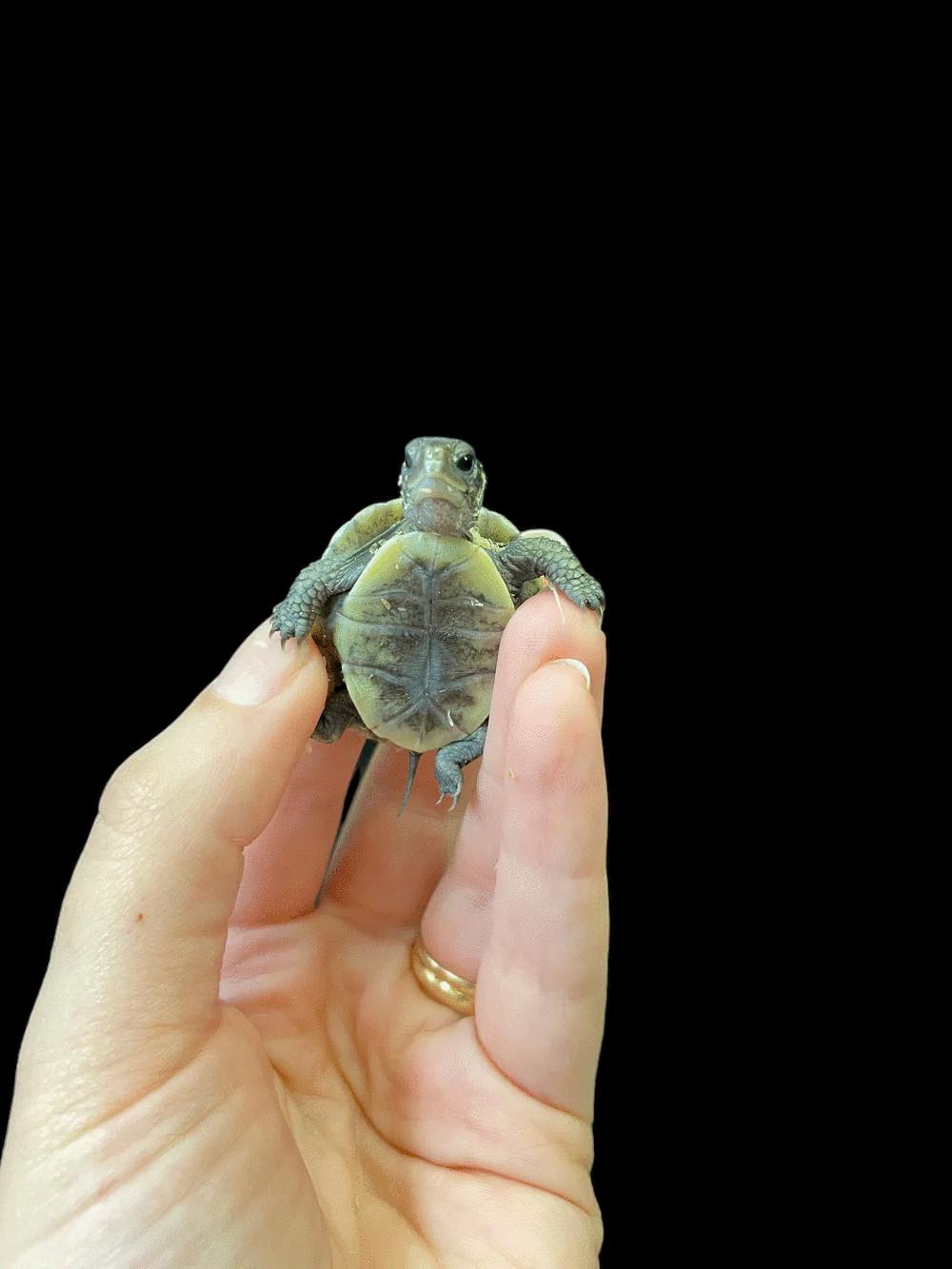 Three-toed Box Turtle (Terrapene triunguis)