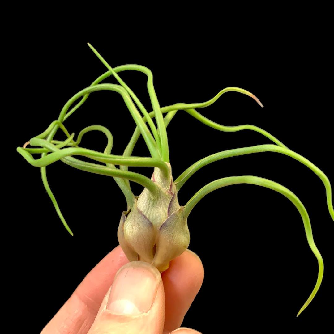 Tillandsia bulbosa