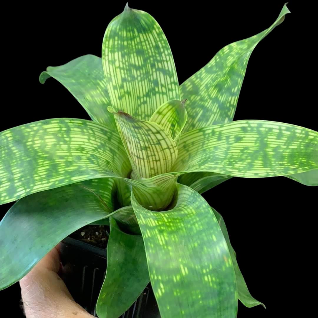 Vriesea Nova