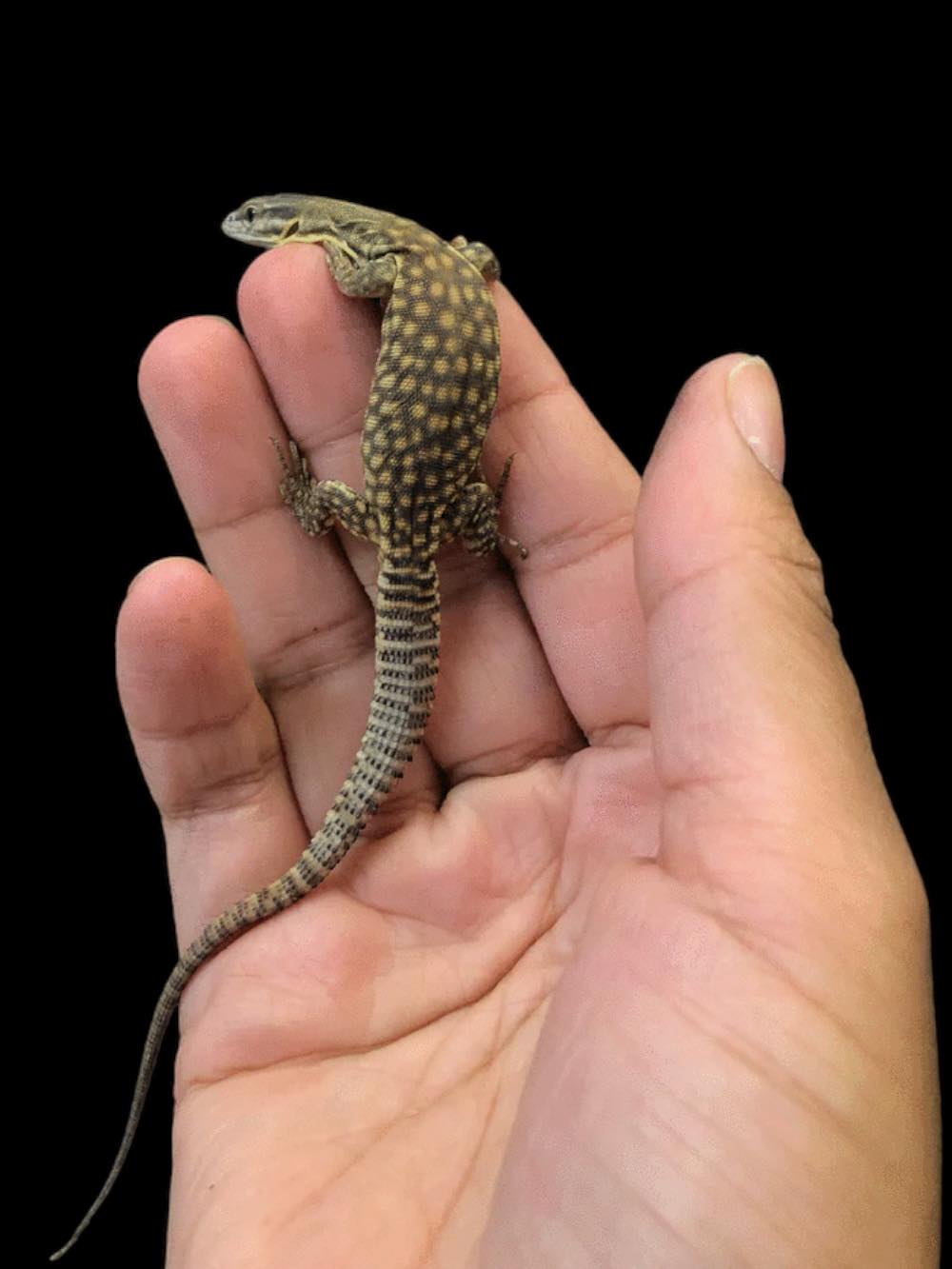 Yellow Ackie Monitor (Varanus acanthurus)