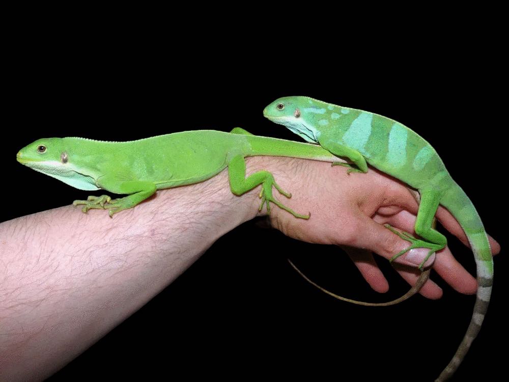 Fiji Iguana