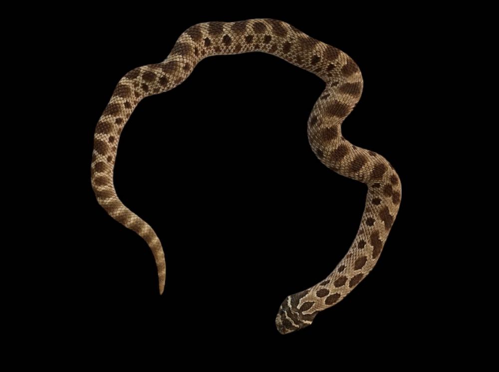 Western Hognose (Anaconda Het Snow)