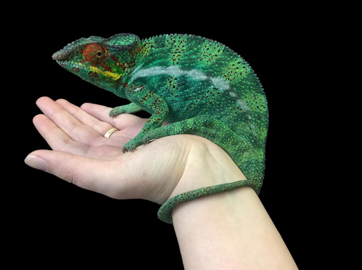 Panther Chameleon (Nosy Faly Locale) Male