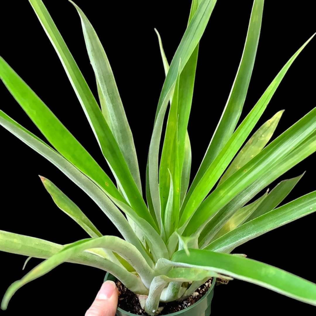 Tillandsia adpressiflora