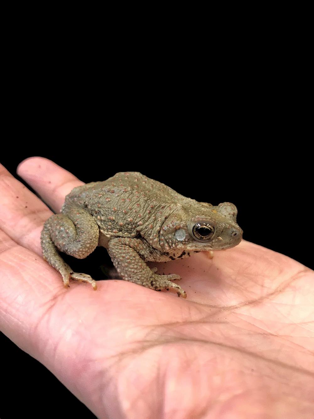 Crapaud à points rouges