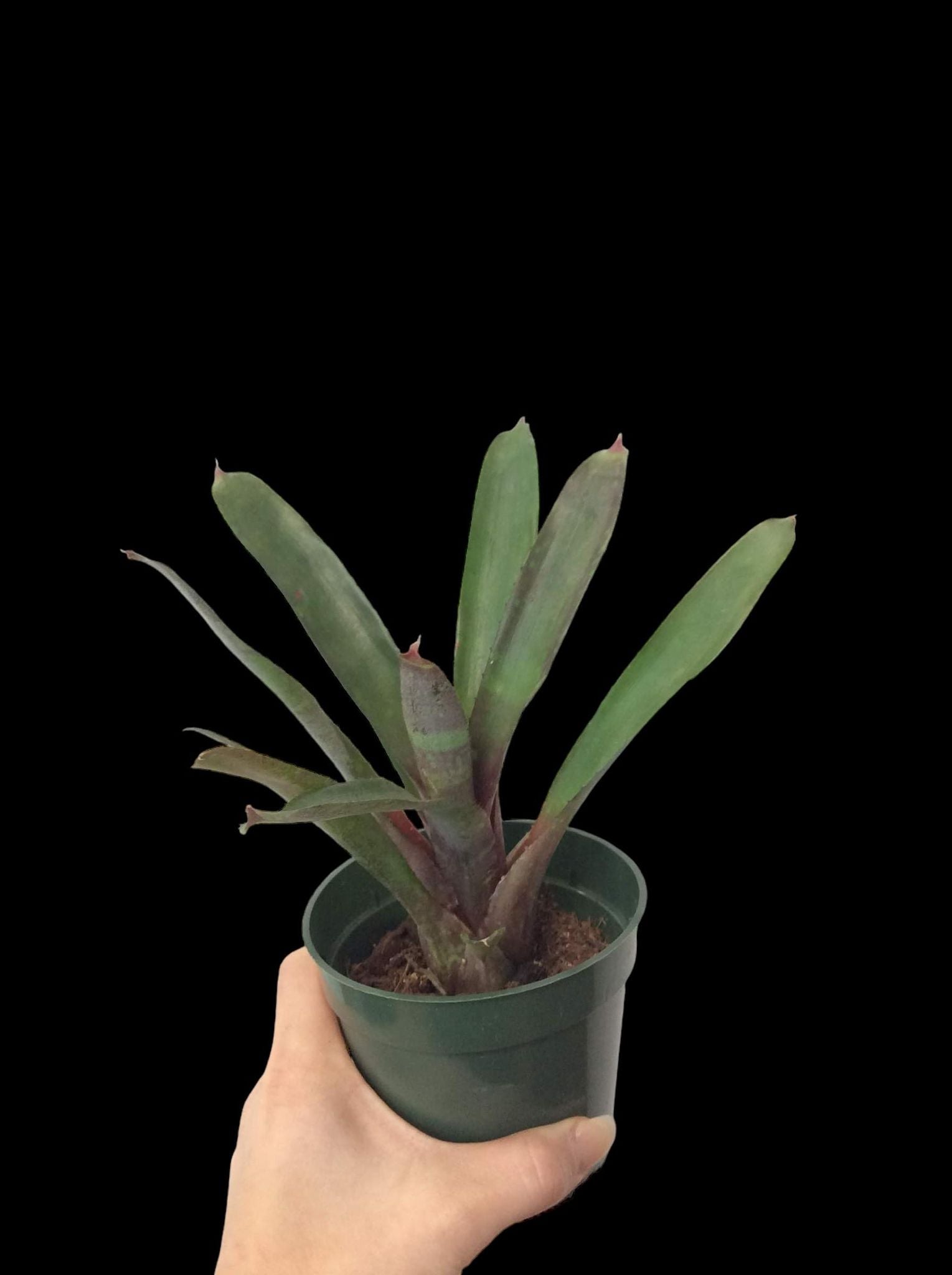 Spécial Papa Neoregelia