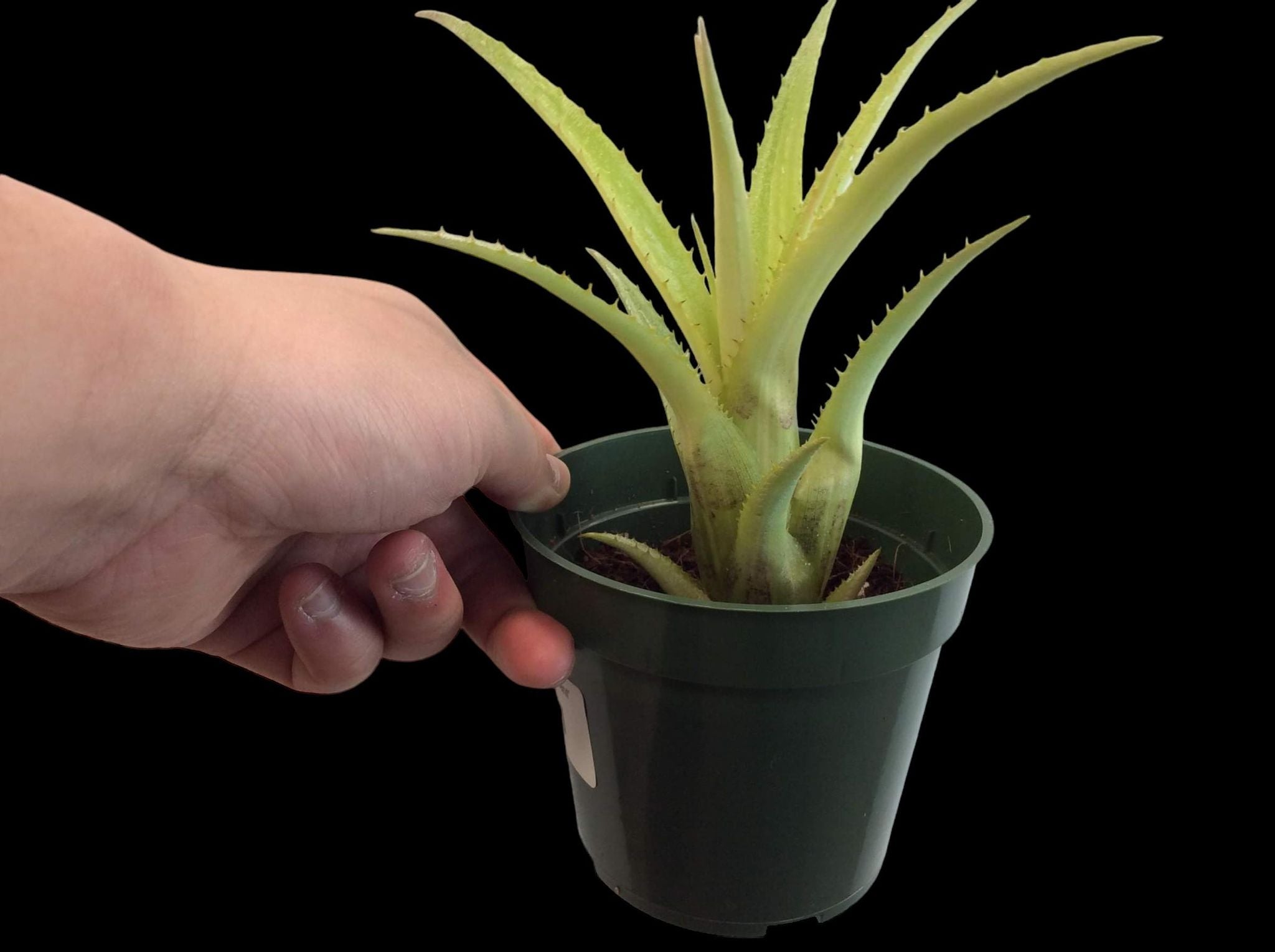 Aechmea recurvata 'Géant'