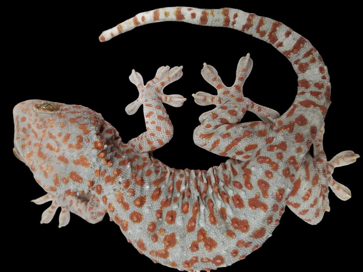 Gecko Tokay (normal)